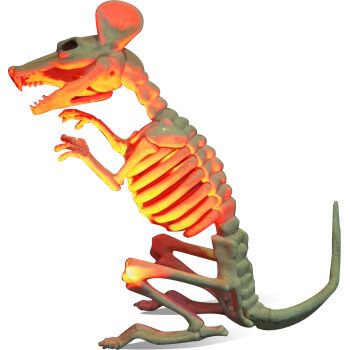 Rat Skeleton