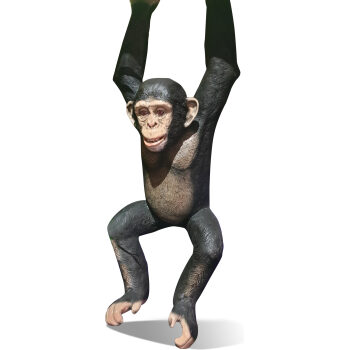 Swinging Monkey