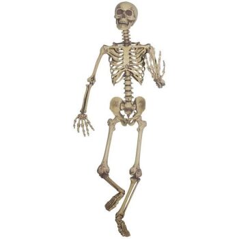 Skeleton (5ft)